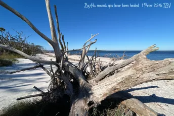 Big Talbot Island • Jacksonville, FL
