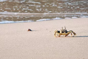 Ocypode ceratophthalmus