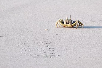 Ocypode ceratophthalmus