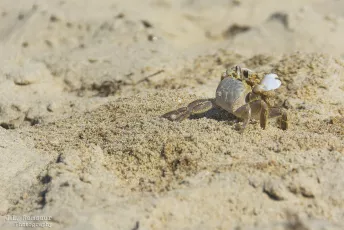 Atlantic Ghost Crab (or Sand Crab) - Outer Banks - Kill Devil Hills, North Carolina