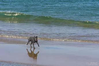 Beach Labrador Retriever - Taken from the Nags Head Fishing Pier - Nags Head, North Carolina