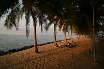 DZ6_2352: Golden hour under the palms - a peaceful shoreline, soft sand, and the ocean's quiet hush.