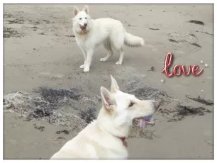 REMEMBERING CALI & MILI & ROSIE 💔