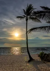 Palm at Sunset, Punta Bunga, Boracay