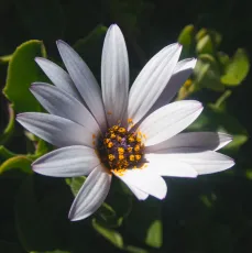 Daisy Light. Opossum Bay, Tasmania.