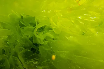 Green Drift. Opossum Bay, Tasmania.