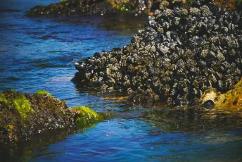 Shell Wall. Opossum Bay, Tasmania.