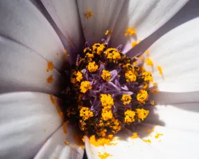 Daisy Core. Opossum Bay, Tasmania.