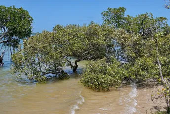 Avicennia marina australasica