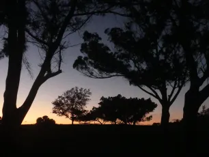 tree silhouettes after sunset