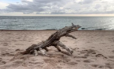 Varan de Komodo pas commode 😁