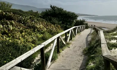 Nopales at Bolonia Beach, Costa de la Luz, Spain