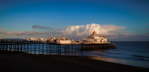 Starling murmuration over Eastbourne Pier