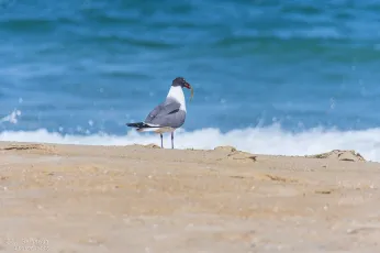 Caught Lunch - OBX Atlantic Ocean - Kill Devil Hills, North Carolina