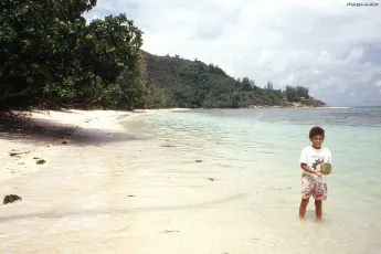 Un coco à Anse La Blague, Praslin