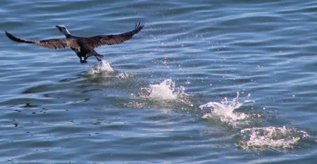 Cormorant Stepping Out