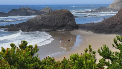 Dog's Day at the Beach