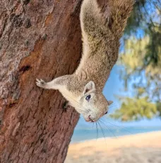 Squirrel Beach Thailand © Strand Hörnchen