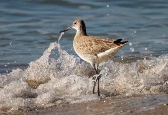 Willet in the Surf