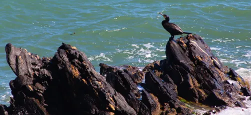 Cormorant on His Rock