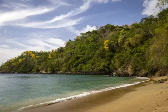 Tobago Main Ridge Forest Reserve