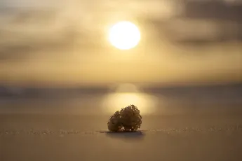 Sponge on the beach
