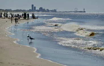 Seagulls and Scheveningen from Wassenaar beach, Netherlands
