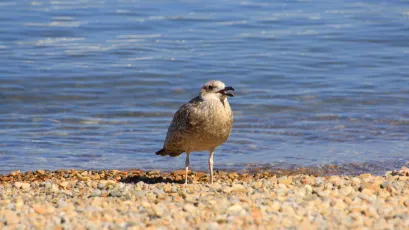 Seaside Visitor.