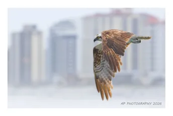 Osprey at the beach