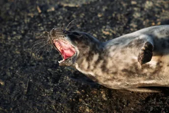 The harbor seal (Phoca vitulina)