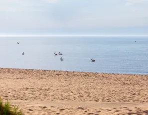 Pelican Silhouette