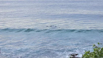 Newcastle - Newcastle Beach Lookout dolphins