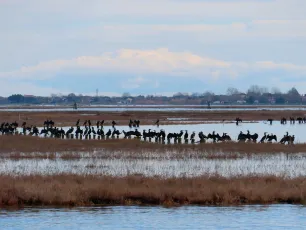 Sunning of Cormorants