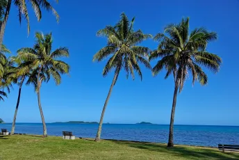 Cocos nucifera