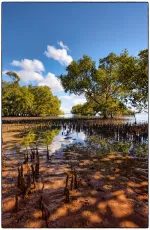 Mangrove trees
