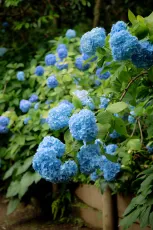 Hydrangeas in bloom 🌿💠