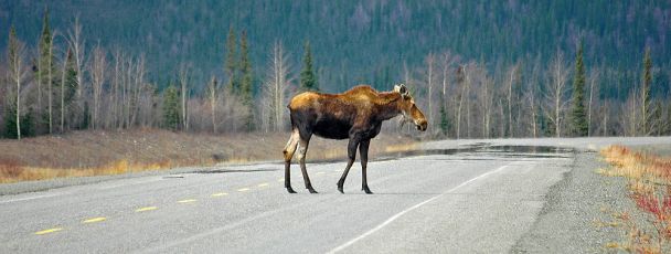 Crossing moose