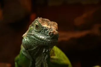 Mirror, mirror on the wall...