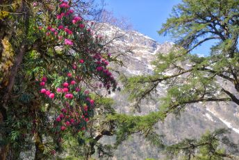 Amazing Rhododendron forests