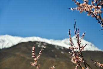 Himalaya blossoms