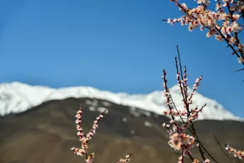 Himalaya blossoms