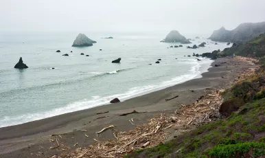 Wood on the Beach - Jenner