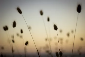 Summer bobs in the sky