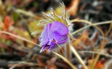 Purple flower close to Miles Canyon, Whitehorse, Yukon, Canada