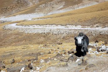 Encounter with a yak