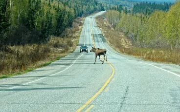Crossing moose, Alaska, U.S.