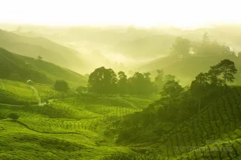 Tea plantation in morning view at the Cameron Highland in Malaysia