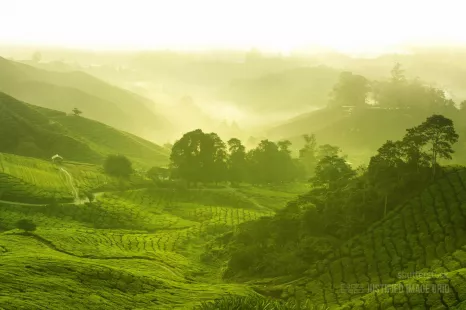 Tea plantation in morning view at the Cameron Highland in Malaysia