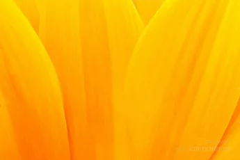 Extreme macro shot of sunflower petals