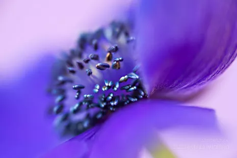 The very center of a purple flower